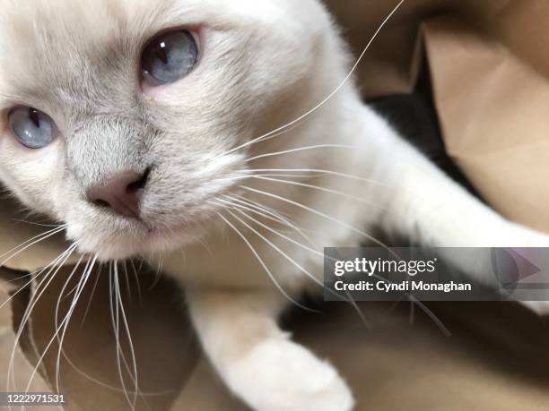Contorted Cat 34 Cat Contorted Stock Photos, High-Res Pictures, and Images - Getty Images