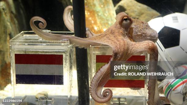 An octopus named Paul sits on a box decorated with a Spanish flag and a shell inside on July 9, 2010 at the Sea Life aquarium in Oberhausen, western...