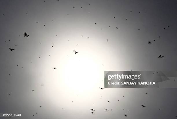 Swarm of locusts is seen at Ghurpur village on the outskirts of Allahabad on June 26, 2020.