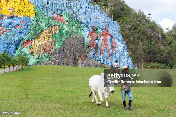 Senior Cuban man with domesticated cattle for tourists to pet. He is walking in the Mural of Pre-History. The place is a Unesco World Heritage Site...