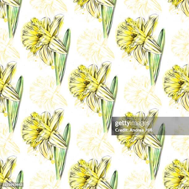 narzissen nahtlose muster aquarell und tinte zeichnung mit narzissen skizzen im hintergrund - vektor eps illustration - paperwhite narcissus stock-grafiken, -clipart, -cartoons und -symbole