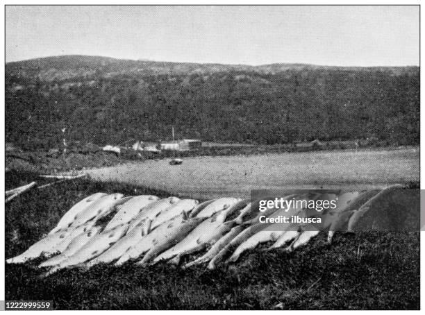 antique black and white photograph of sport, athletes and leisure activities in the 19th century: salmon fishing in norway - white salmon stock illustrations