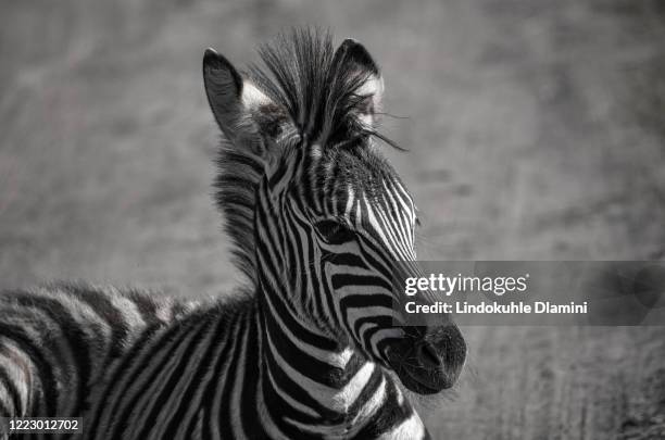 zebra face shot, portrait at tala private game reserve, south africa - pietermaritzburg - fotografias e filmes do acervo