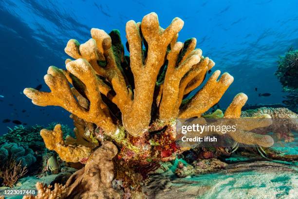 majestic pocillopora coral, gili lawa darat, komodo nationalpark, indonesia - seabed stock pictures, royalty-free photos & images