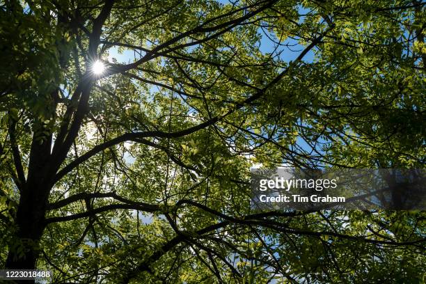 Sunlight through the leaves and branches of a deciduous Common Ash tree - Fraxinus - on a sunny warm day in Springtime in the Cotswolds, England. .