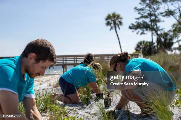 environmental group volunteers planting sea grass on a beach in florida - tidal marsh stock pictures, royalty-free photos & images