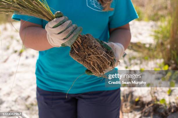 volunteer woman holding a root ball of sea grass on the sandy beach. - marram grass stock pictures, royalty-free photos & images