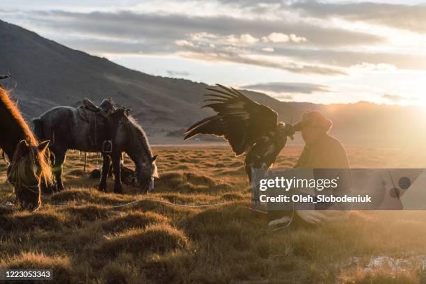 eagle hunter in steppe  in mongolia - hunter brown stock pictures, royalty-free photos & images