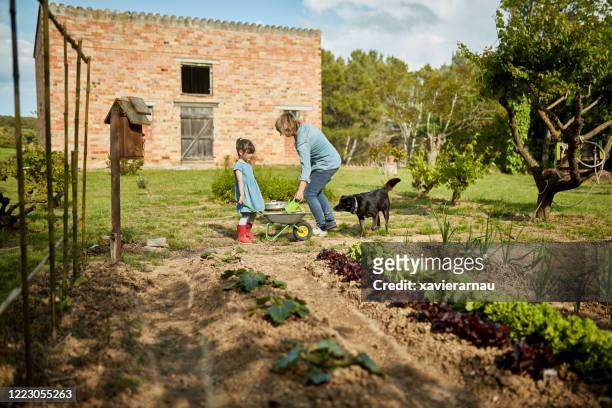 young girl helping her mother in family backyard garden - self sufficiency stock pictures, royalty-free photos & images