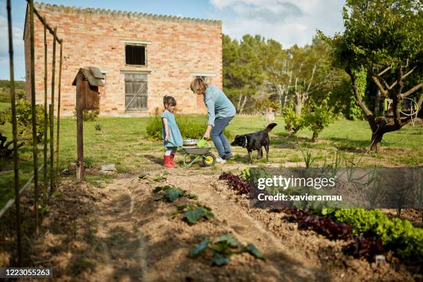 jovem garota ajudando sua mãe no jardim do quintal da família - self sufficiency - fotografias e filmes do acervo