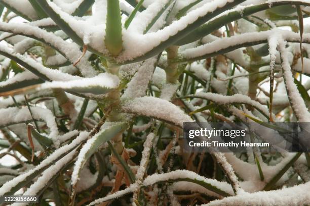 close-up view of aloe vera plant (aloe barbadensis miller) covered with snow - aloe barbadensis miller stock pictures, royalty-free photos & images