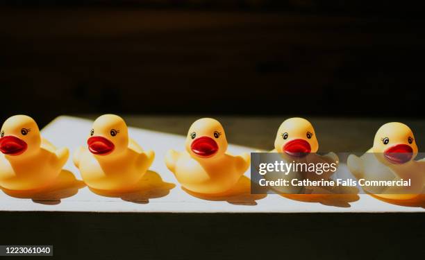 ducks in a row - rubber duck ストックフォトと画像