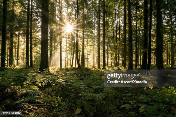 sun rays filter through a coniferous forest in autumn - floresta negra imagens e fotografias de stock