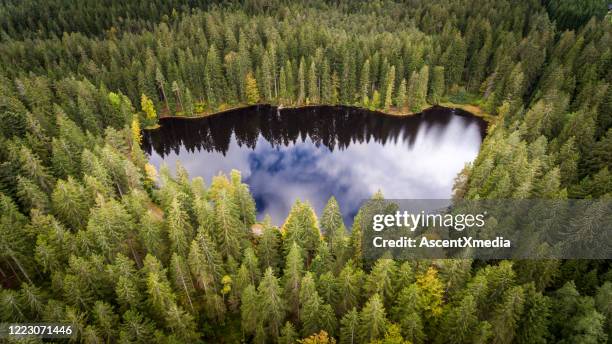 vista elevata della foresta in autunno - schwarzwald foto e immagini stock