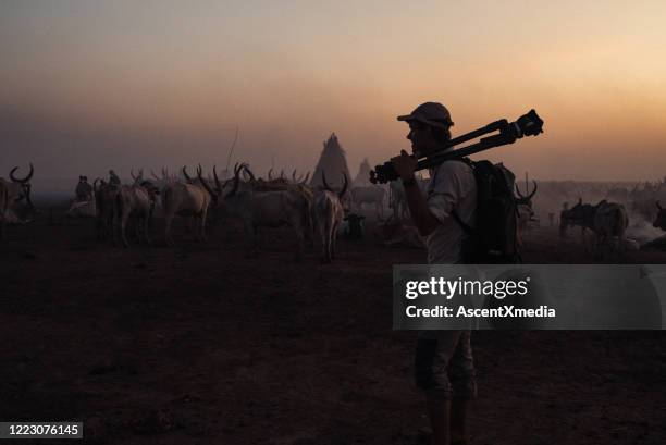 fotograf geht bei sonnenuntergang vor einer rinderherde - südsudan stock-fotos und bilder