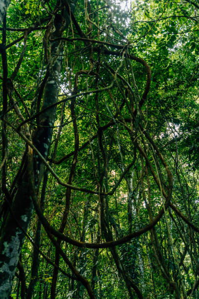 vines in a jungle - palenque photos et images de collection
