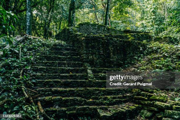 temple and stairs in the middle of the jungle in palenque ancient maya site (chiapas, mexico) - mayan ruin stock pictures, royalty-free photos & images