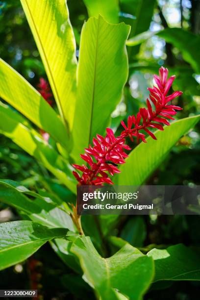 amazonian zebra-plant (aechmea chantinii) - calathea stock pictures, royalty-free photos & images