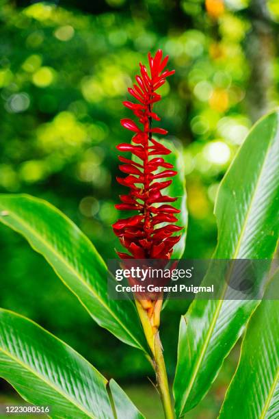 red ginger (a species of shell ginger) - alpinia zerumbet stock pictures, royalty-free photos & images