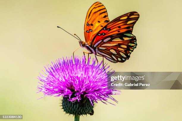 a gulf fritillary butterfly - saturated color stock-fotos und bilder