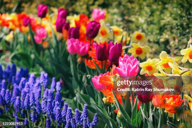 happy colours of blooming spring - tulips and daffodils stock pictures, royalty-free photos & images