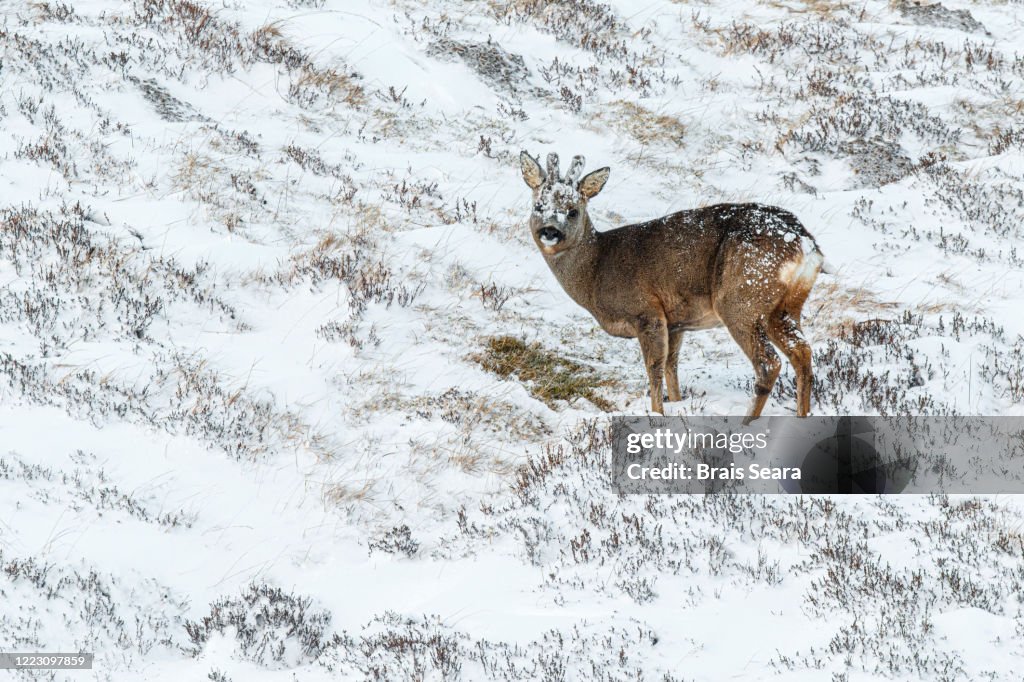 Roe Deer in snow