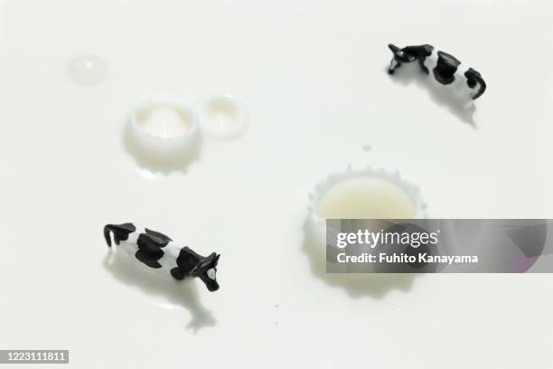 cow and milk splash - splash crown stock pictures, royalty-free photos & images