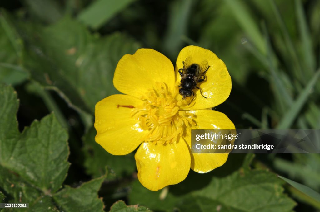 A Fly perching on a Buttercup flower and feeding on the pollen.