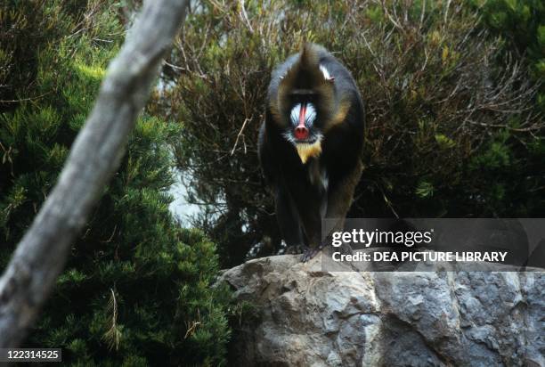 Zoology - Mammals - Primates - Mandrill .