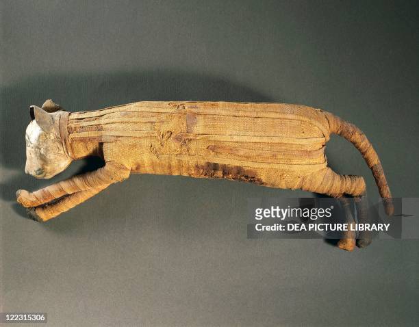 Egyptian civilization - Lower Ptolemaic period - Cat mummy, 332-330 b.C.