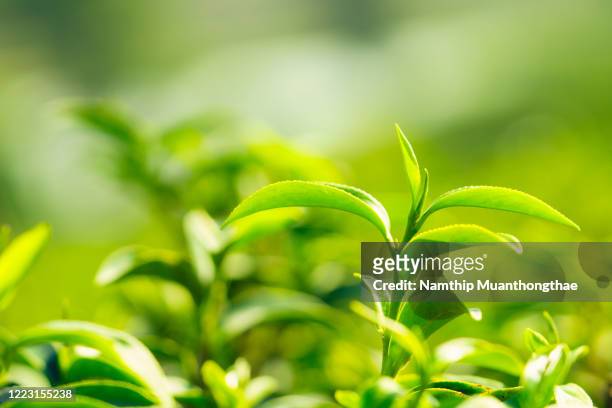 tea leaf in the tea plantation for creating nature background shows the brightness and freshness of the abundant gardens. - dried tea leaves ストックフォトと画像