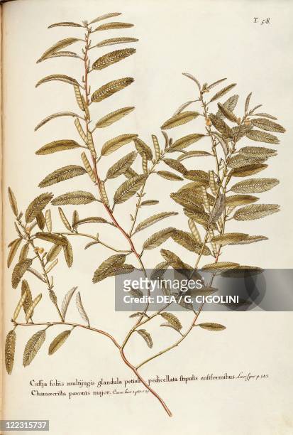 Herbal, 18th-19th century. Iconographia Taurinensis. Volume XVI, Plate 58 by Francesco Peyrolery: Partridge Pea , Fabaceae. Temperate greenhouse...