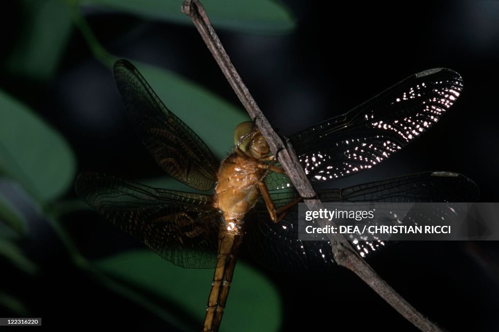 Norfolk Insects Zoology - Insects - Odonates - Dragonfly - Norfolk hawker . News Photo ...