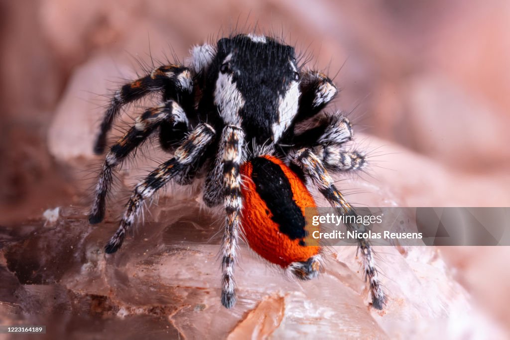 Philaeus chrysops male