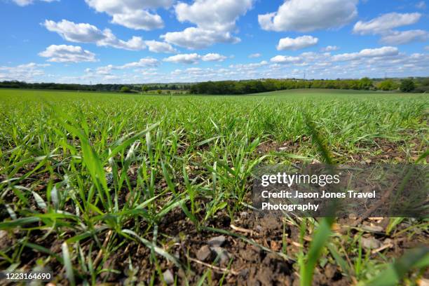 new shoots growing in a farmers field - health farm stock pictures, royalty-free photos & images