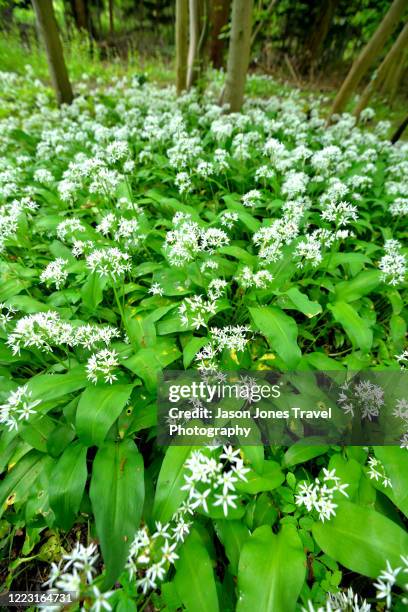 Growth Ramsome 19 Ramsoms Stock Photos, High-Res Pictures, and Images - Getty Images
