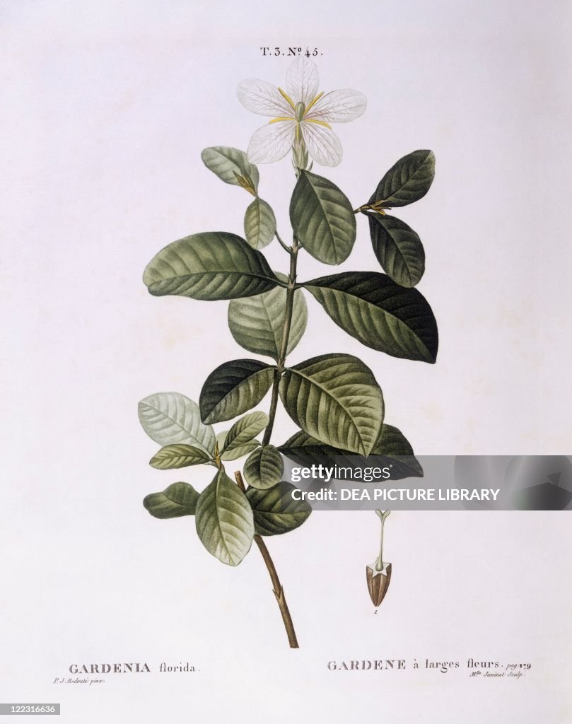 Gardenia (Gardenia florida), Henry Louis Duhamel du Monceau, botanical plate by Pierre Joseph Redouté