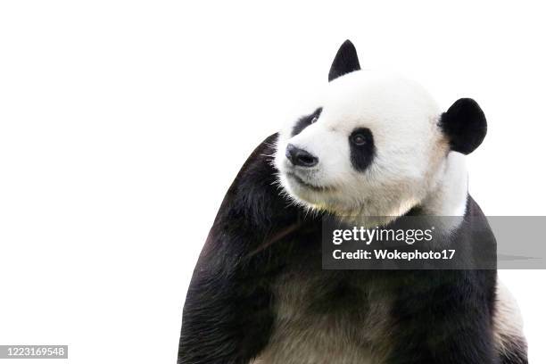 panda on white background - pandas stockfoto's en -beelden