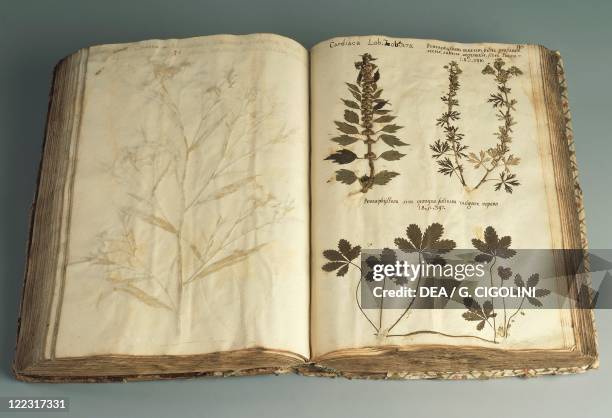 Herbarium, 17th century. Pre-Linnean herbarium, 1600.