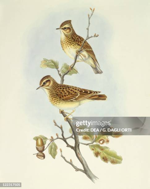 Zoology - Birds - Passeriformes - Wood lark . Engraving by John Gould.