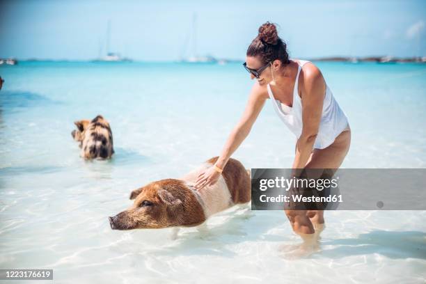 woman petting pig, swimming in sea on pig beach, exuma, bahamas, caribbean - bahamas stock pictures, royalty-free photos & images