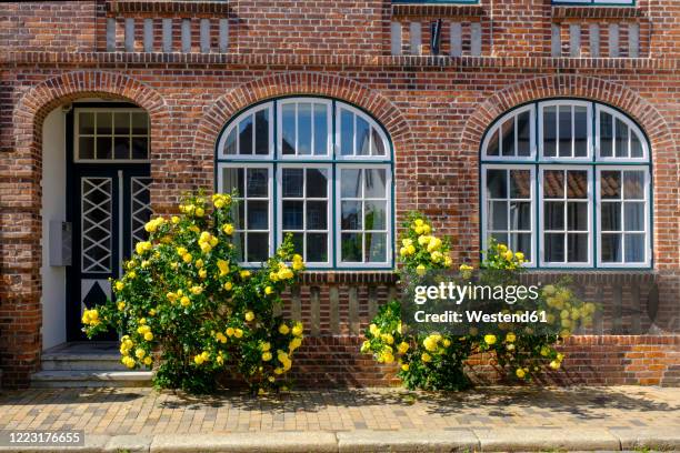 germany, schleswig-holstein, husum, yellow roses blooming in front of brick house - husum - fotografias e filmes do acervo