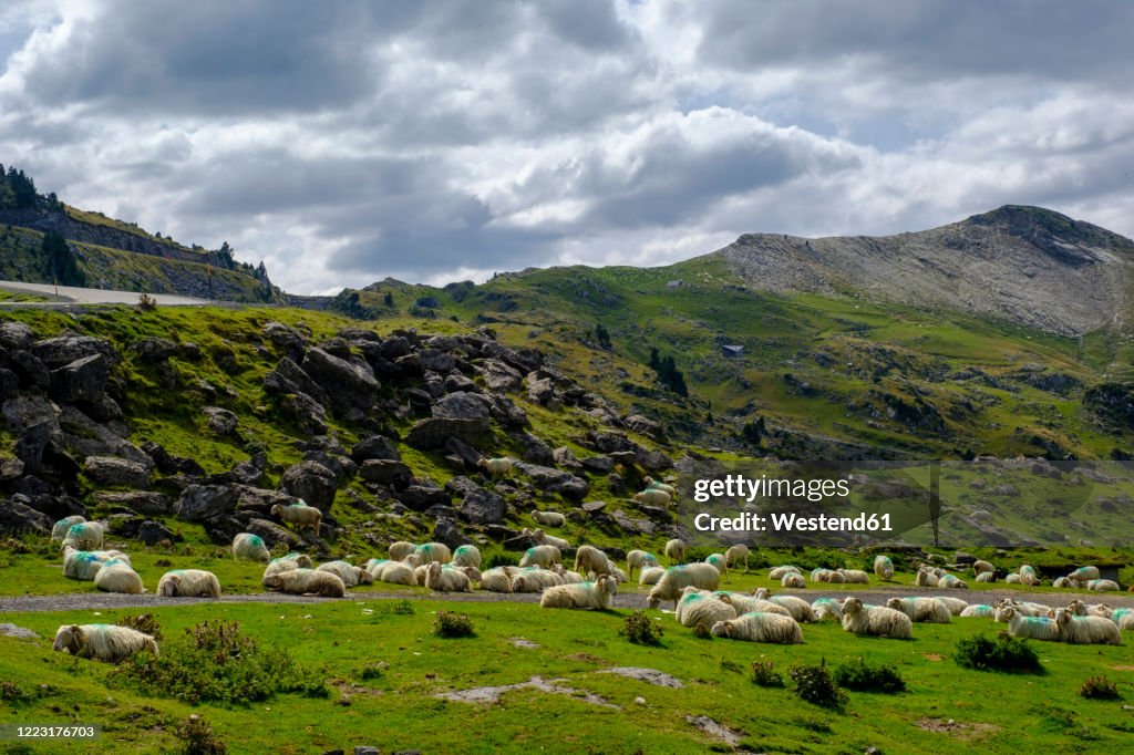 France, Pyrenees-Atlantiques, La Pierre Saint-Martin, Flock of sheep resting in Pyrenees