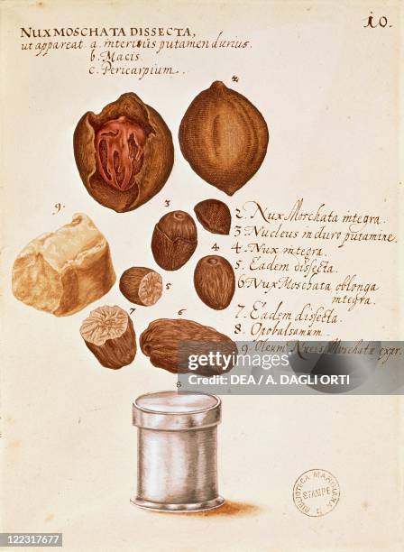 Italy, 17th century. Descriptio Medicamento Confetionem. Plate: Virtues of nutmeg.