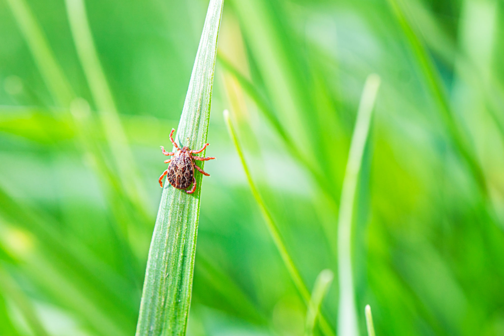 grass pests