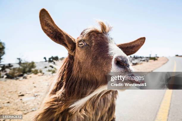 oman, portrait of goat sticking out tongue at camera - geit stockfoto's en -beelden