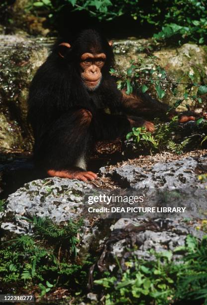 Chimpanzee Rocks Chimpanzee Rock Photos and Premium High Res Pictures - Getty Images