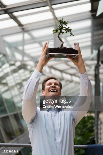 businessman watching bonsai grow in transparent box - bonsai tree office stock pictures, royalty-free photos & images