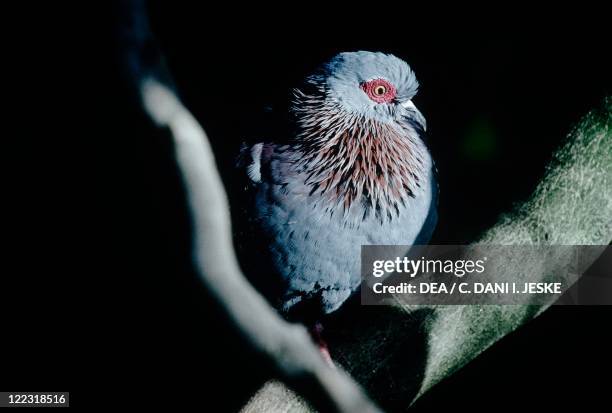 Zoology - Birds - Columbiformes - Diamond dove .