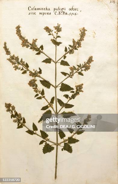 Herbarium, 17th century. Pre-Linnean herbarium, 1600. Plate: Calamintha Pulegii Odore - Clinopodium calamintha.